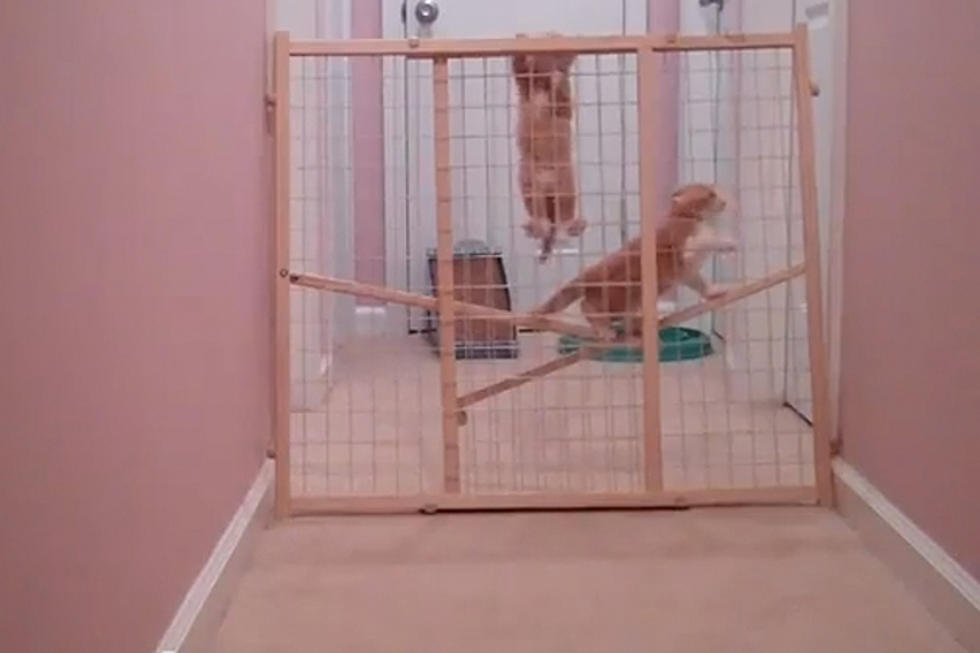 Kittens Make Daring Escape in Cute Video
