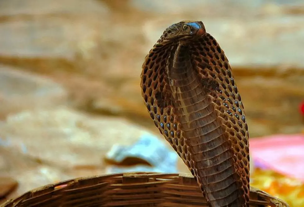 Snake Wrecks Havoc on Plane – Where’s Samuel L. Jackson?