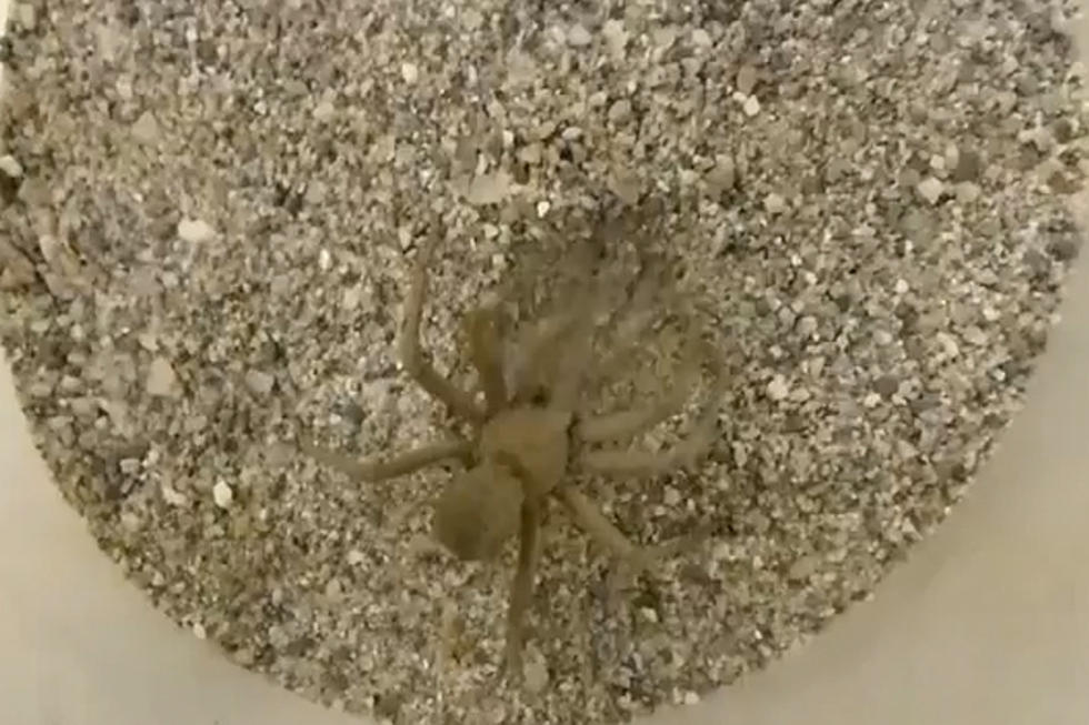 Watch This Speedy Spider Cover Itself Up