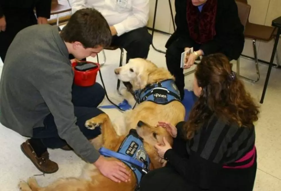 Golden Retrievers Help Newtown Mourners Deal With Their Grief
