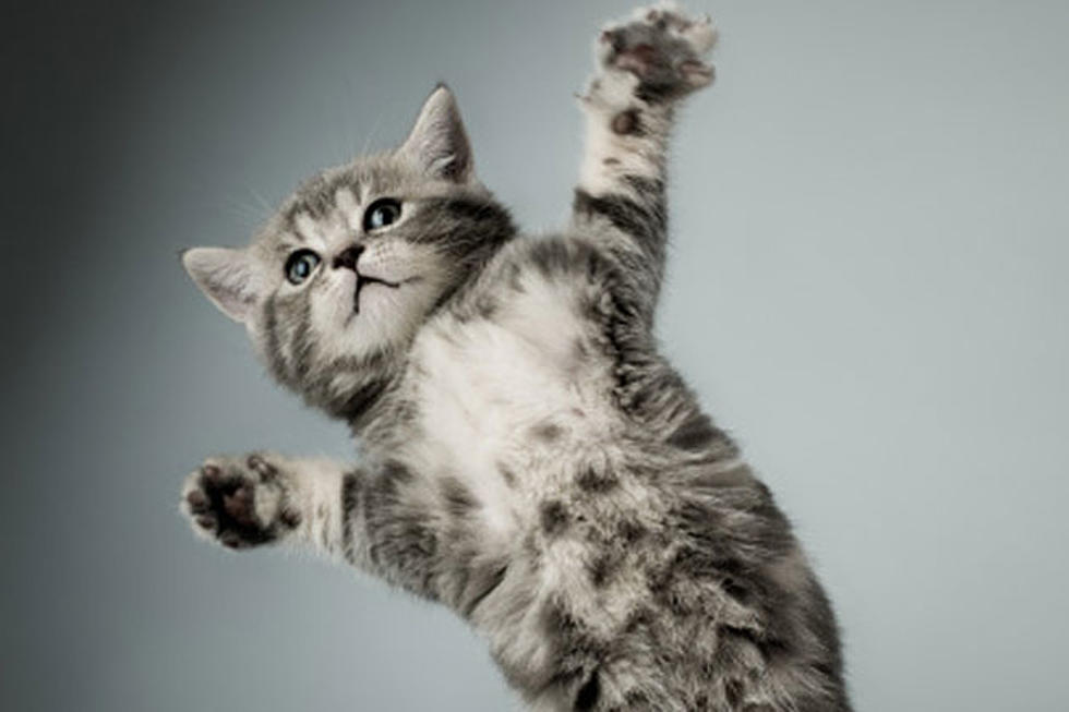 15 Reasons Why We Love Cats