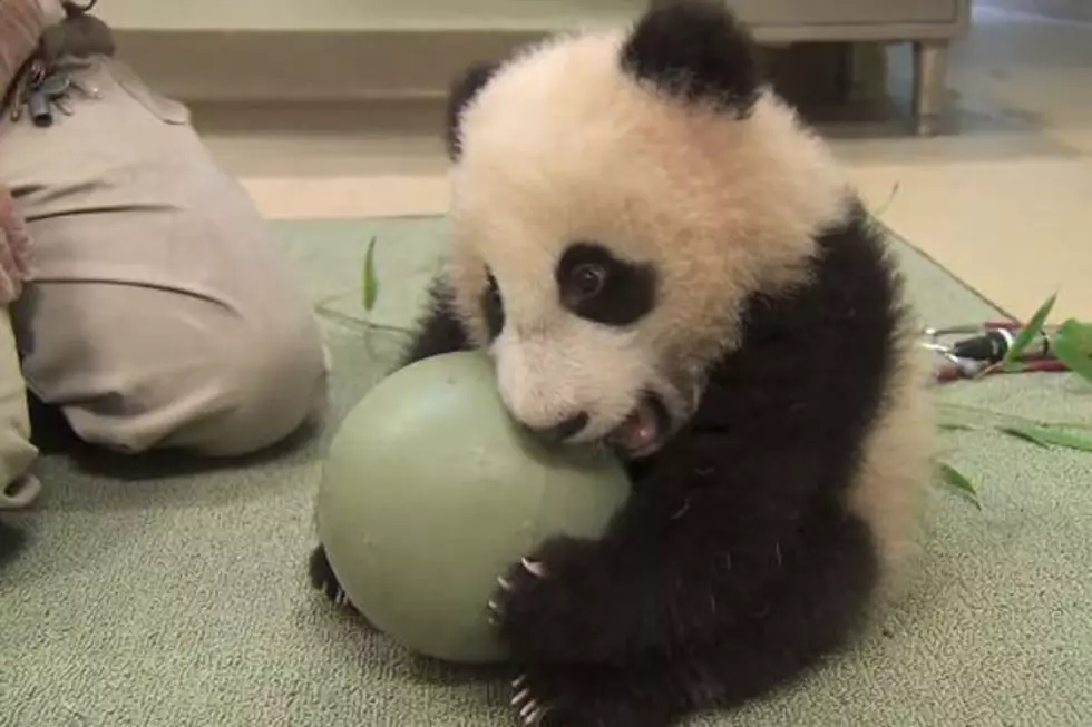 Here’s a Baby Panda Playing With a Ball