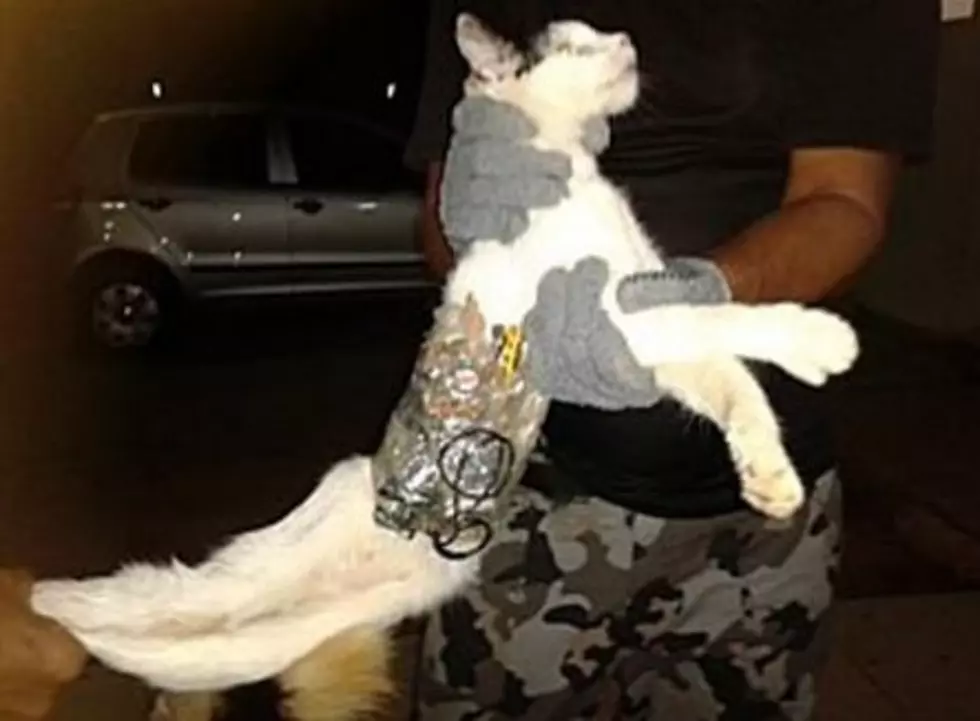 Cat Busted Carrying Saws Into Prison