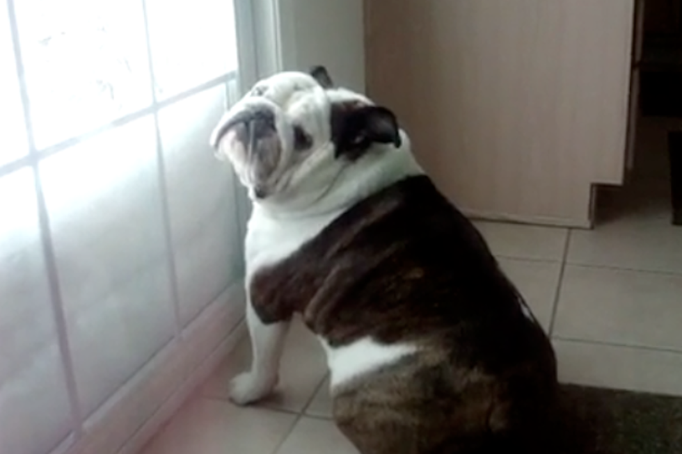 10 Dogs Unhappy About Snow