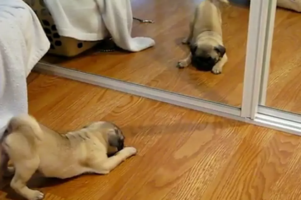 Hilarious Video of 10 Dogs Extremely Confused by Mirrors