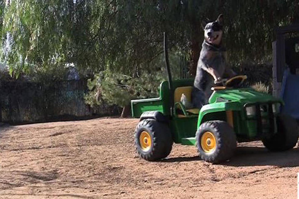 Just a Dog Driving a Power Wheels, NBD