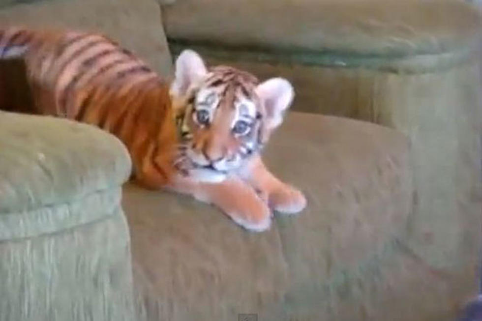 &#8216;Baby Tiger Jumping on a Couch&#8217; Wins Best Animal Video of the Year &#8212; TheFW Awards 2012