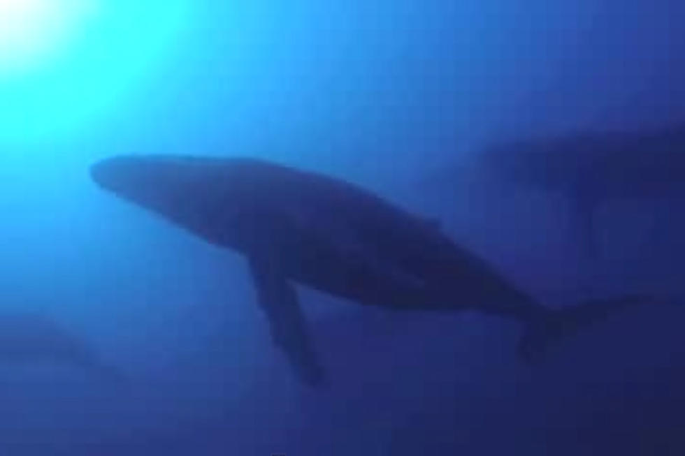 Divers Suddenly Surrounded by Whales