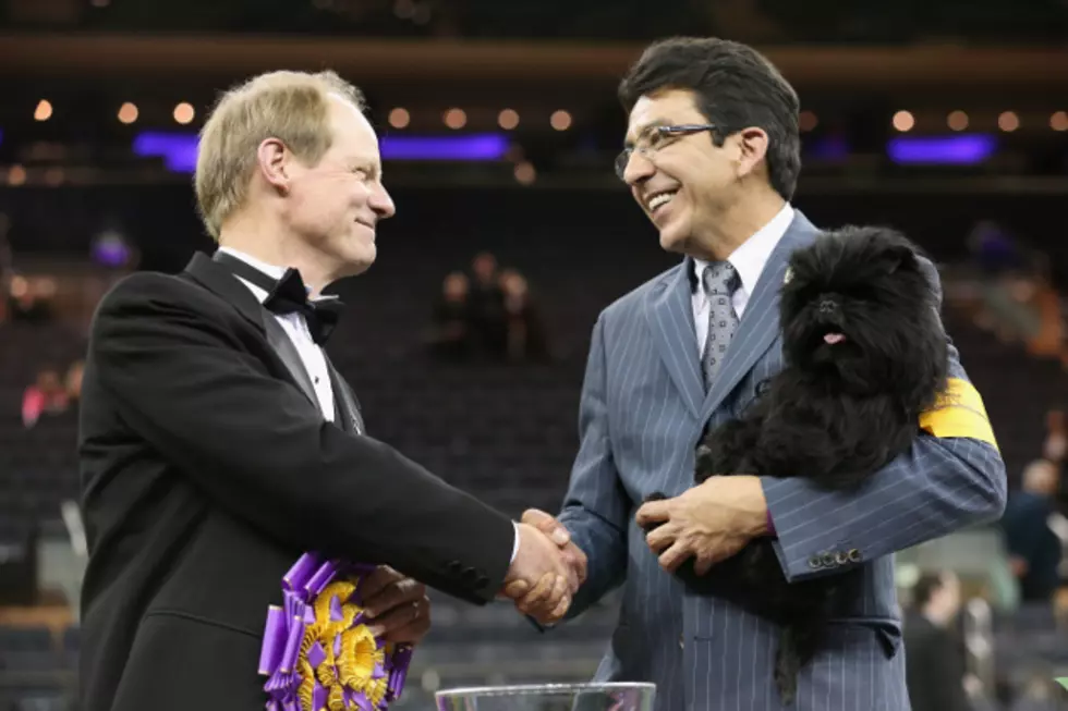 Banana Joe Wins at the Westminster Dog Show