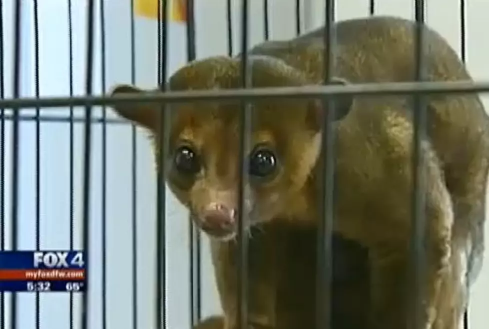 Yes, There Was a Kinkajous Rampage In Texas