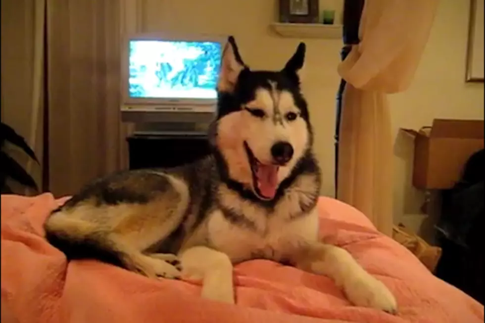 10 Cute Dogs Saying &#8216;I Love You&#8217;