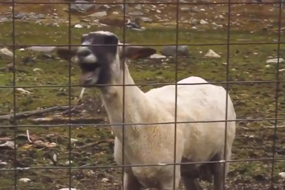 Goats Get Remixed