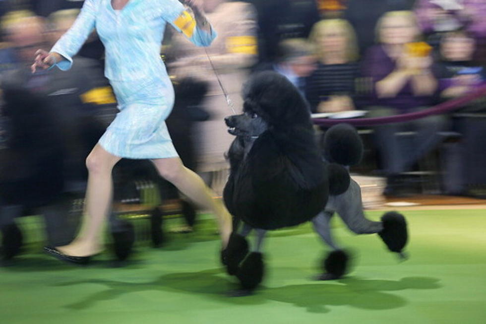 See ‘Best in Show’ Highlights From the Westminster Dog Show