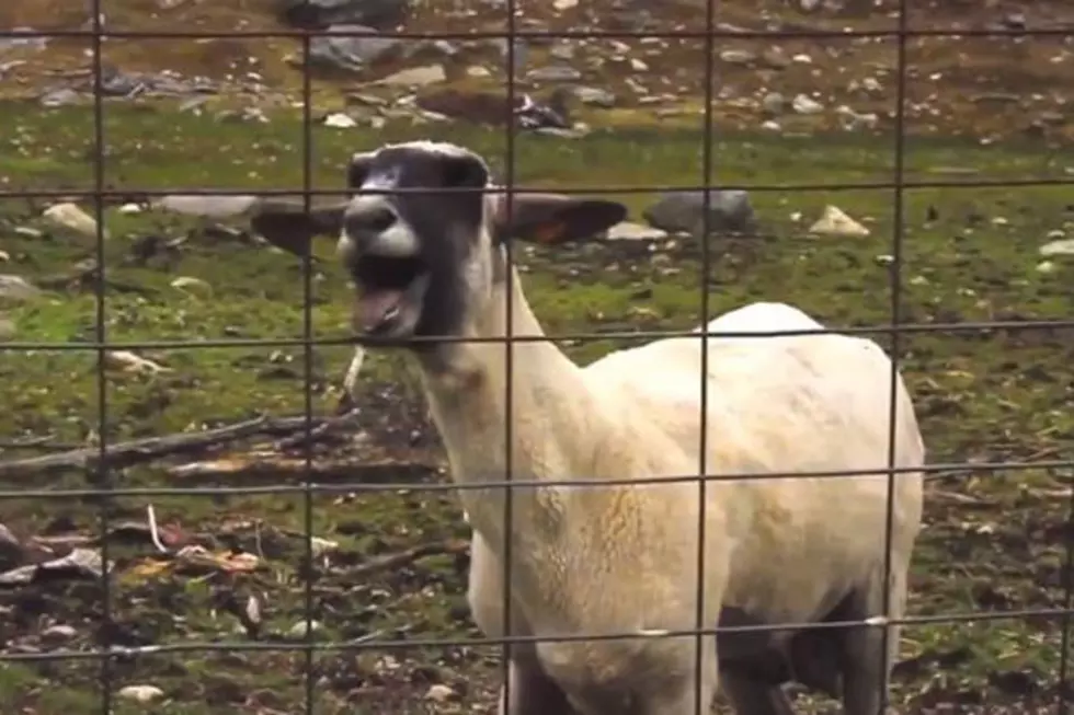A Modest Proposal: Goats Should Replace the ‘Wilhelm Scream’