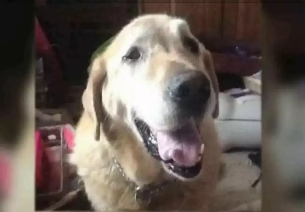 Facebook Helps Reunite Man With Dog He Lost After Wrecking Car Months Ago