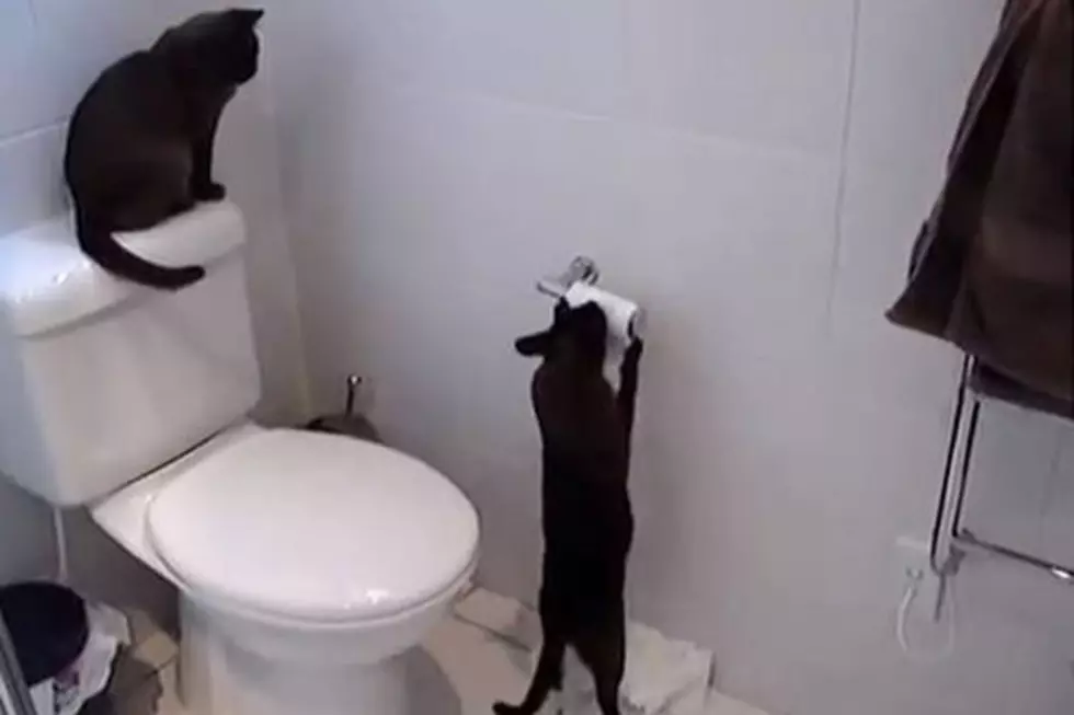 Cats Being Jerks