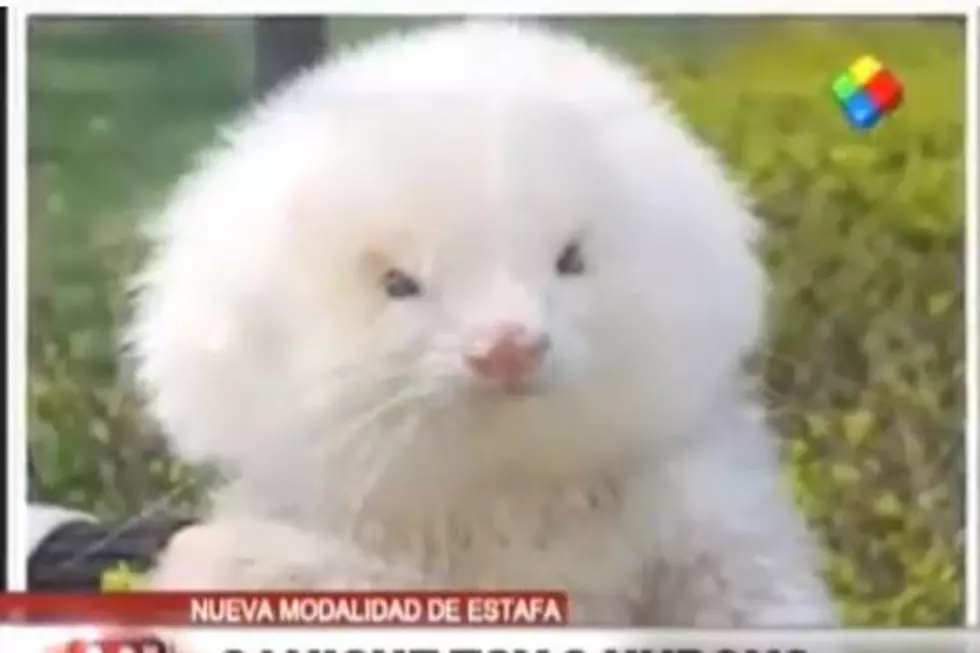 Man Buys Poodles, Discovers They’re Actually Ferrets on Steroids