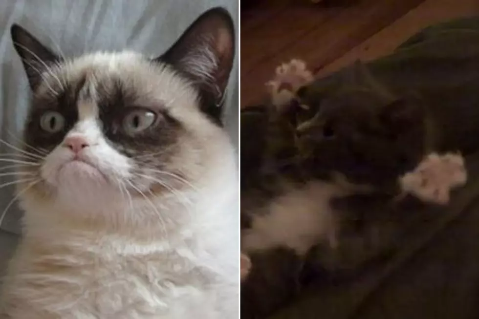 Grumpy Cat Vs. Surprised Kitty