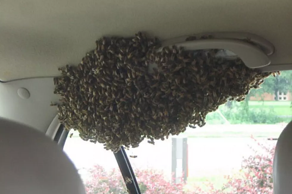 Bees Make Themselves Way Too Comfortable in Car