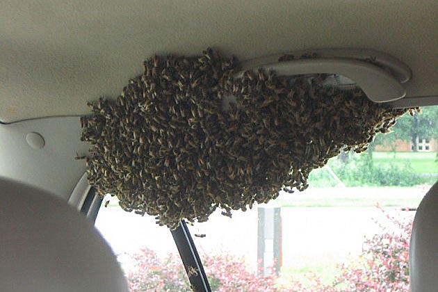Would You Allow 200 Bees to Sting You? This Guy Did!