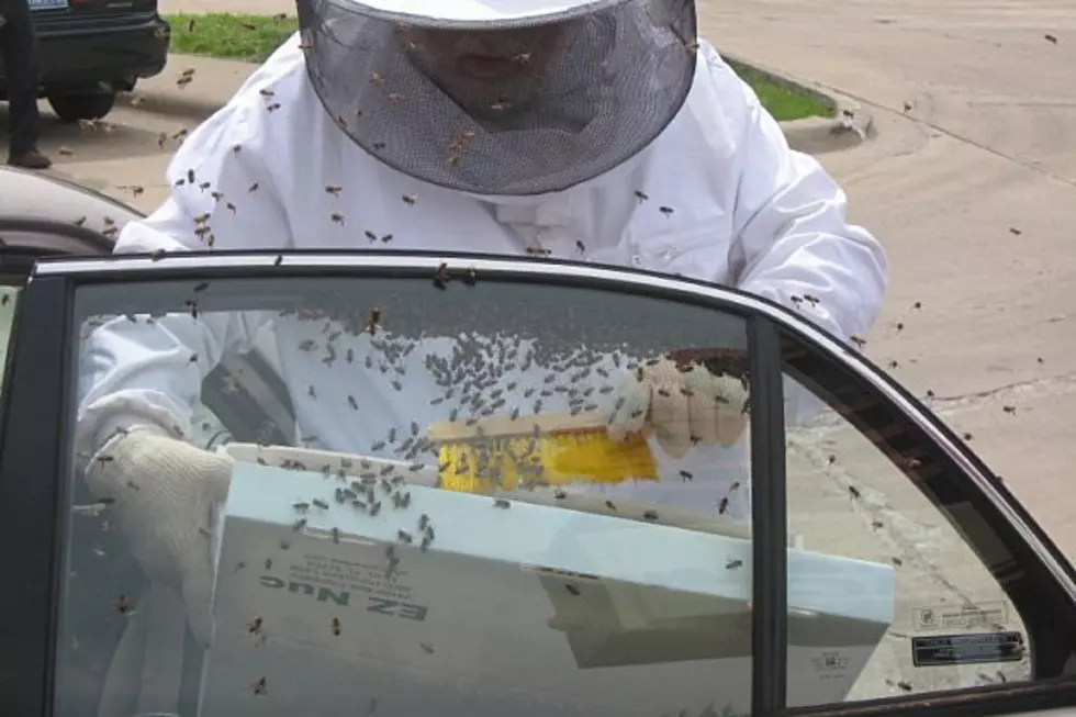 They’re Holding a Memorial Service This Weekend for 50,000 Bees That Died in a Target Parking Lot