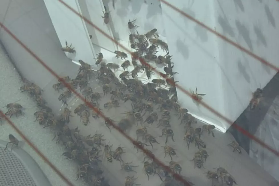 Bees Swarm North Texas Couple Killing Animals [VIDEO]