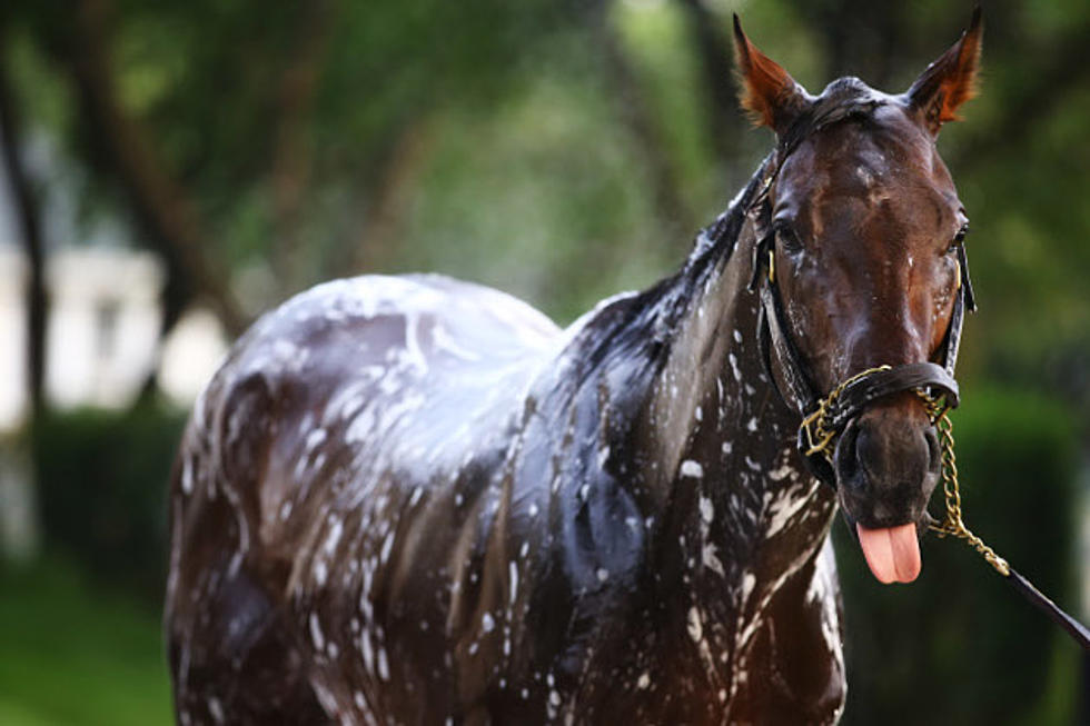 A Guide to the 15 Most Ridiculous &#8216;Horse&#8217; Tweets