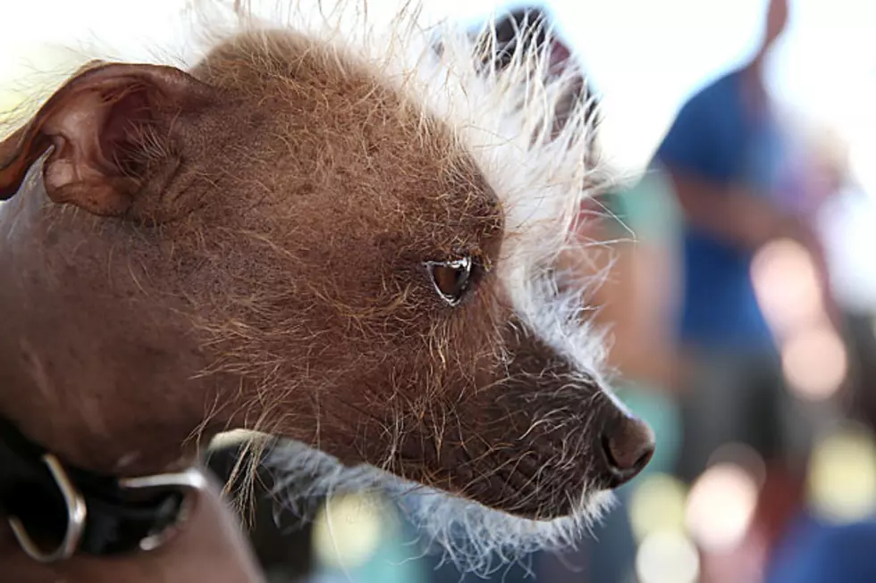 New Retirement Home Opens in Missouri for Old Homeless Dogs