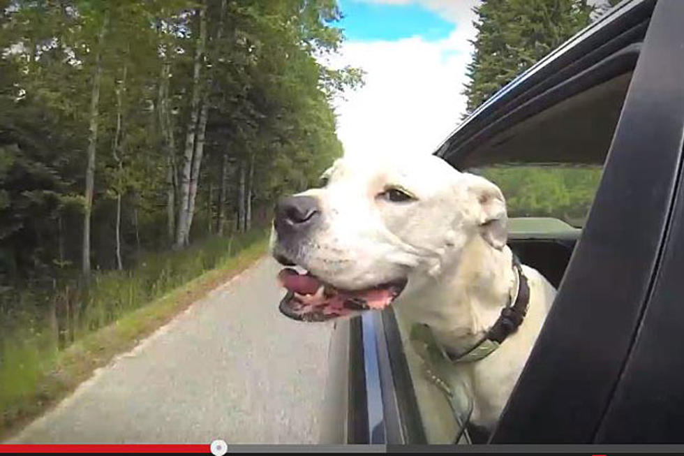 Dogs Hanging Their Heads Out of Car Windows Will Brighten Your Day