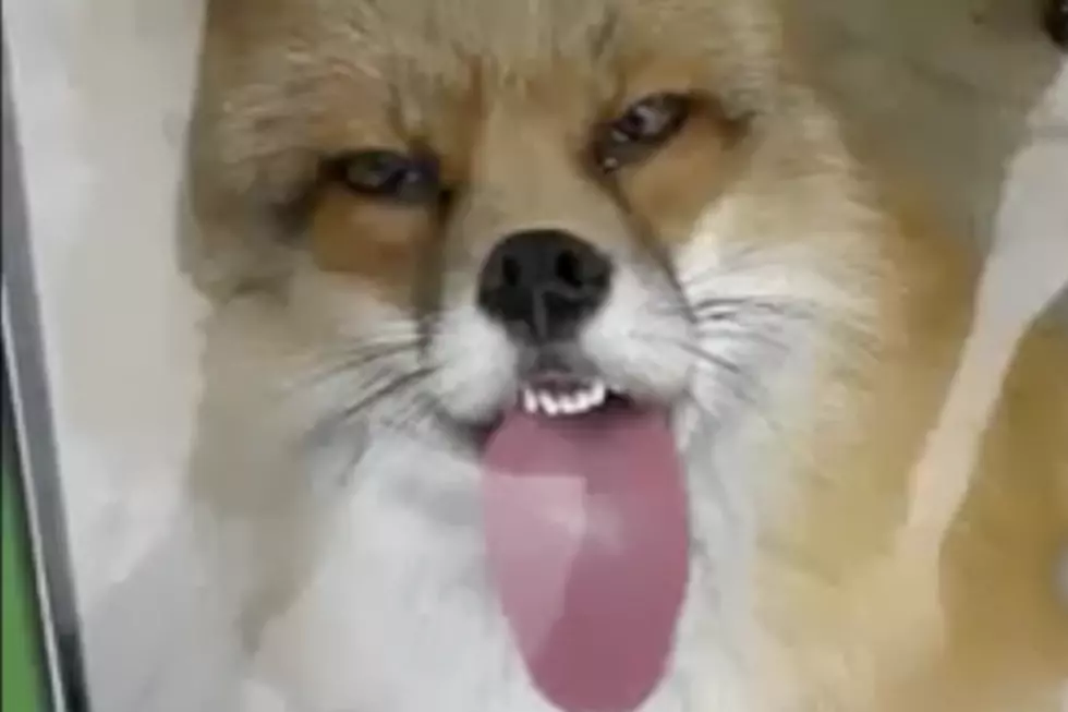 Watch These Animals Licking Windows &#8212; Daily Distraction