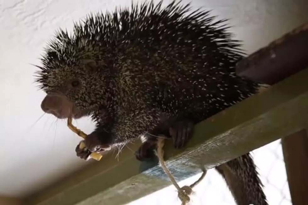 The Video That Will Make You Love Porcupines