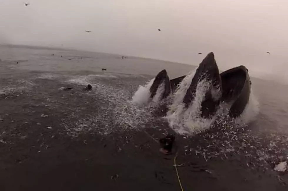 Whales Almost Eat Divers in Insane Video