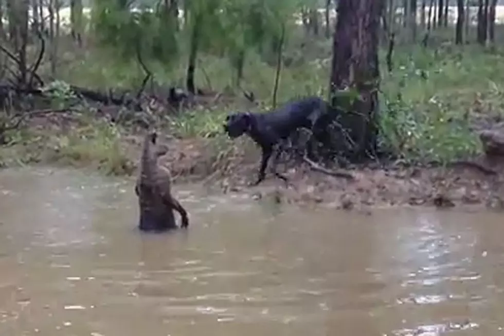 Watch a Kangaroo and a Dog Get Into a Wicked Fight