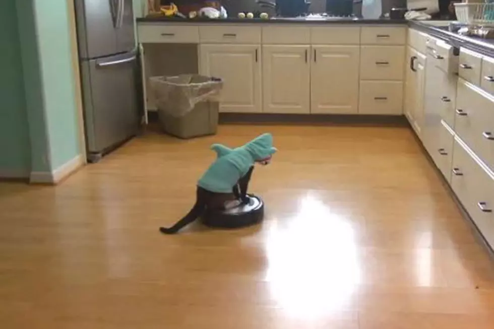 Here’s a Cat Dressed As a Shark, Riding a Roomba