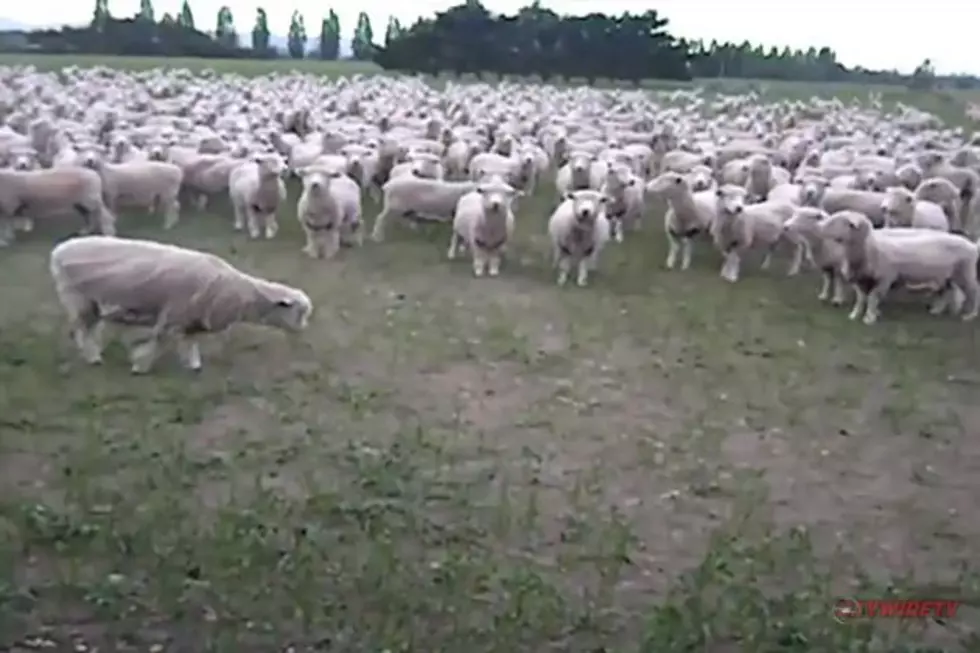 Video Proves Indignant Sheep Will Protest Anything