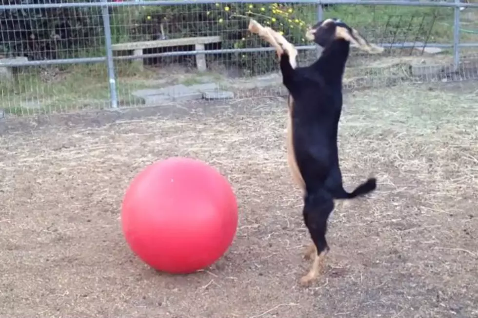 Baby Goat Knows How You Should Really Be Using a Yoga Ball