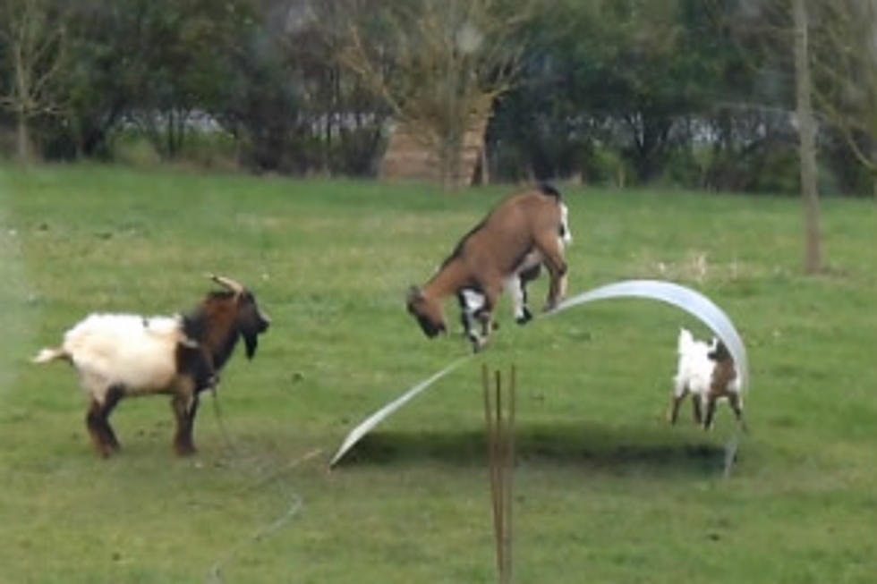 Goats Balancing on Steel Ribbon will Mesmerize You