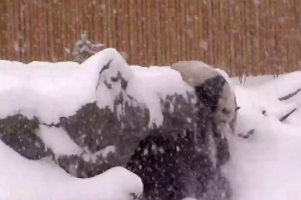 This Giant Panda Playing in the Snow Will Melt Your Heart