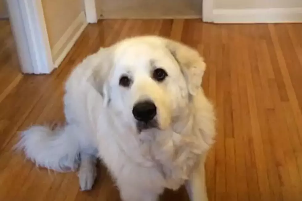 Cute Dog Absolutely Stinks at Catching Treats