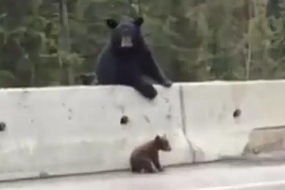 Watch Mother Bear Rescue Her Cub From Highway Traffic