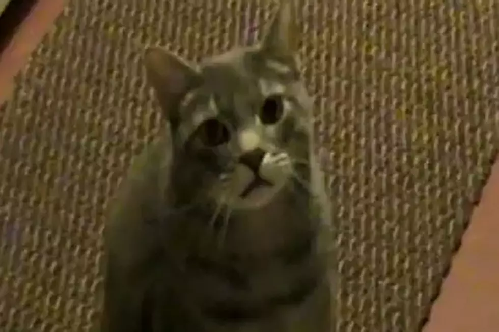 Cat That Says ‘Hey’ Is Just Plain Absurd