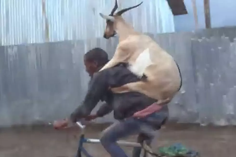 Goat Getting Ride From Man on Bike Isn’t Kid-ding Around