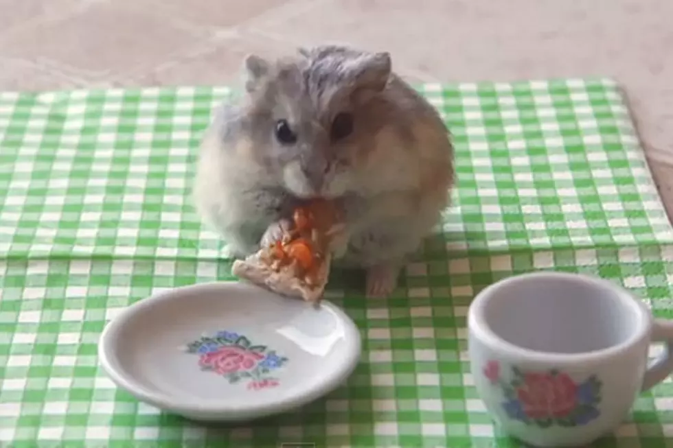 Free Beer & Hot Wings: Tiny Hamster Is Back with a Tiny Pizza [Video]