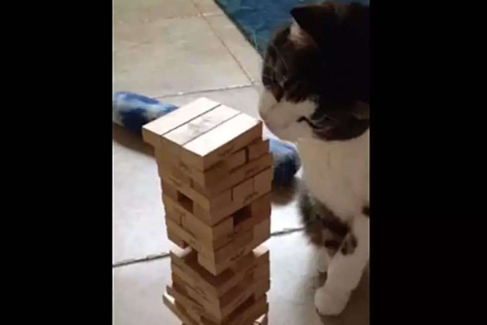 Cat Is Better at Jenga Than You’ll Ever Be
