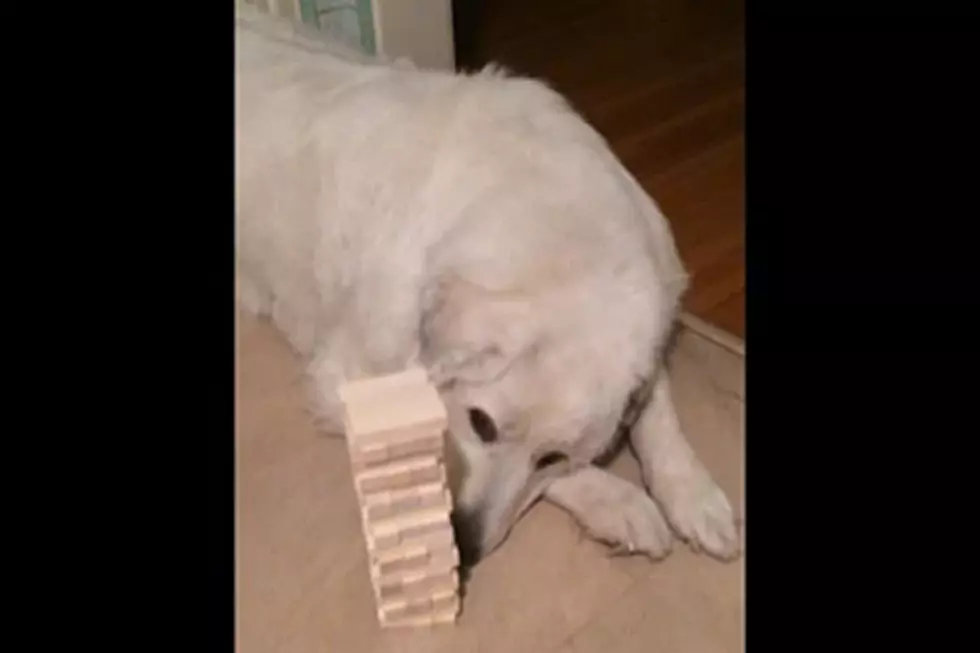 Great — Now Dogs Are Playing Jenga, Too