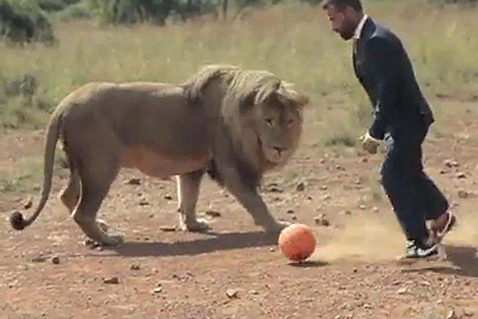 Extremely Brave (Or Loony) Man Plays Soccer With Lions