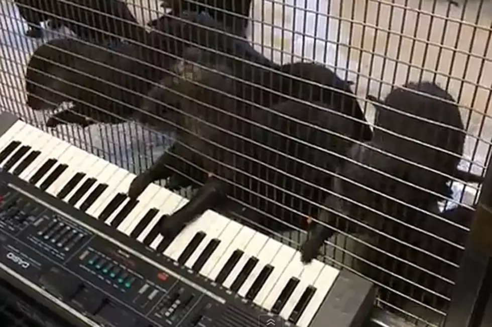 Otters Play Keyboard in the Most &#8216;Awwww&#8217; Moment Ever