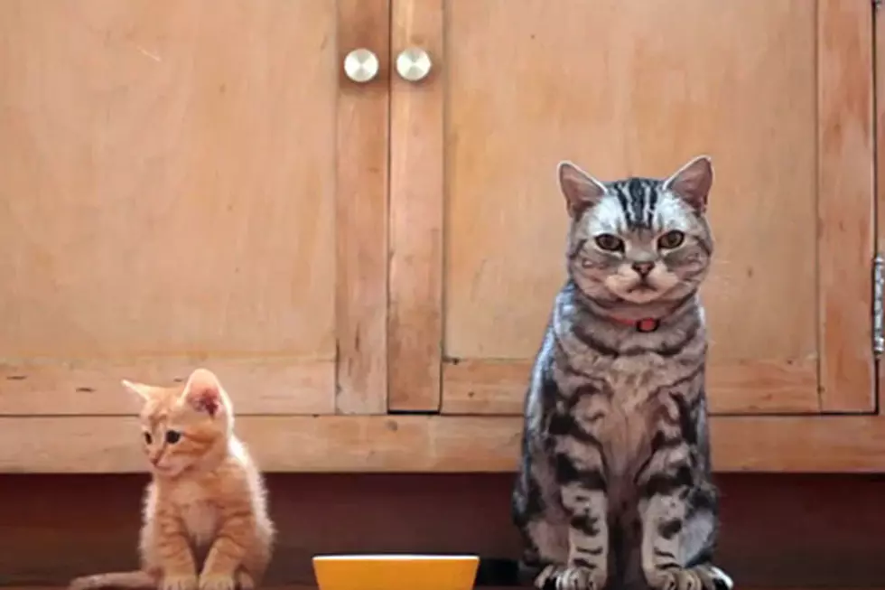 Cat Shows Family's New Kitten How to Survive in the House