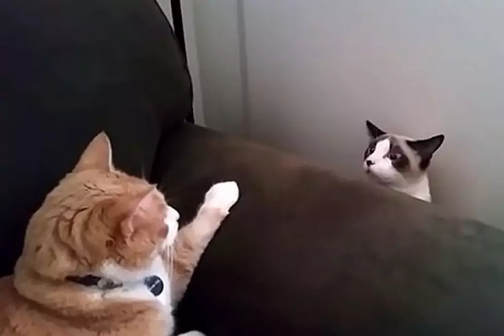Terrified Cat
