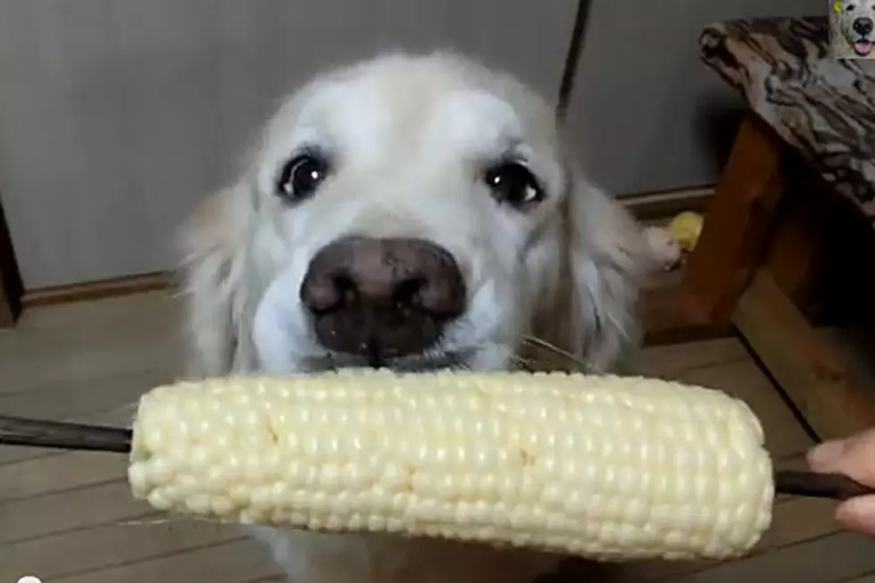 Dog Eating Corn on the Cob Will Leave Your Mouth Watering